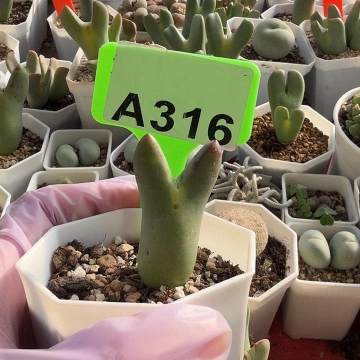 小***子316mmmmmmmmmmmmm