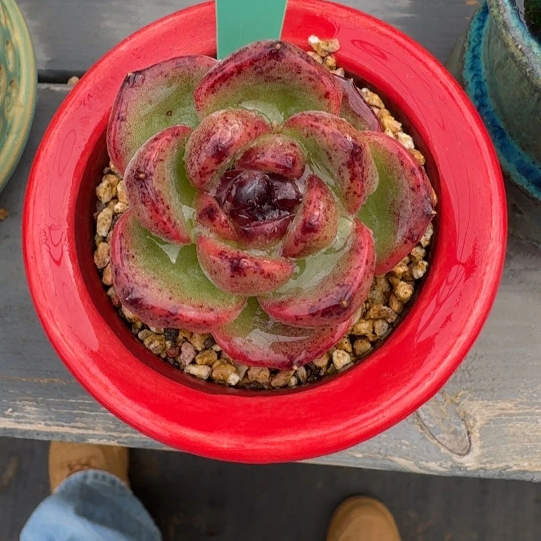 从前慢多肉精选编号1217.26