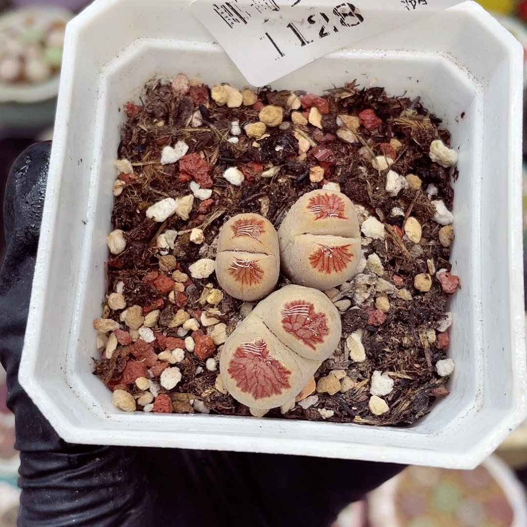生石花满18包邮1128-90