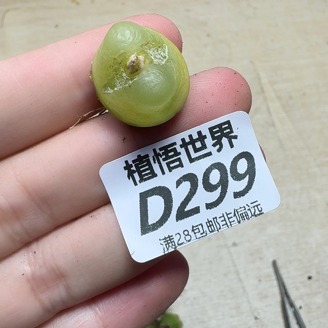 多肉植物的润泽fgb