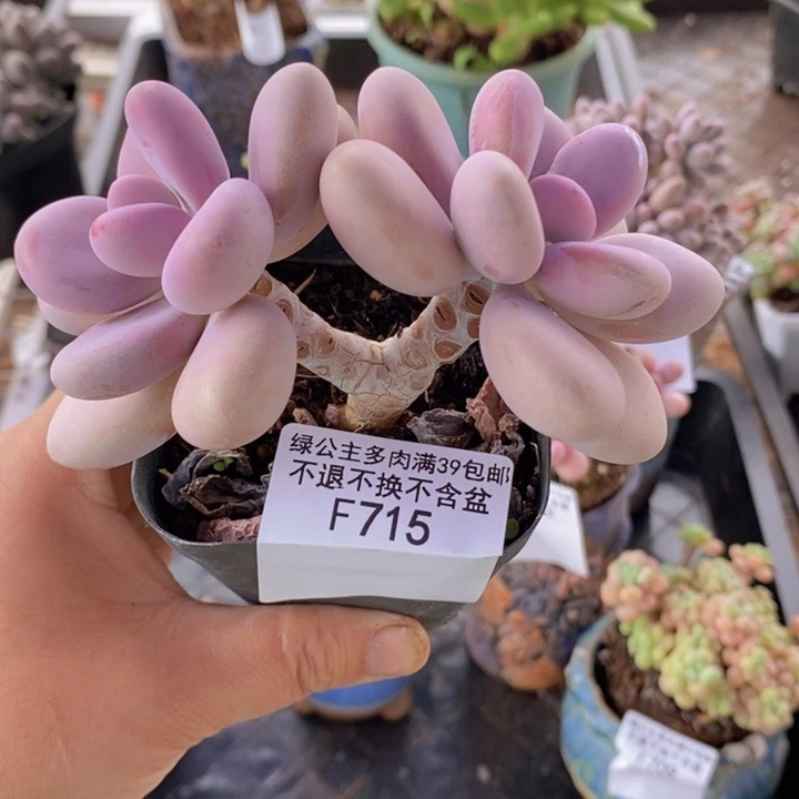 桃蛋11cm715多肉植物