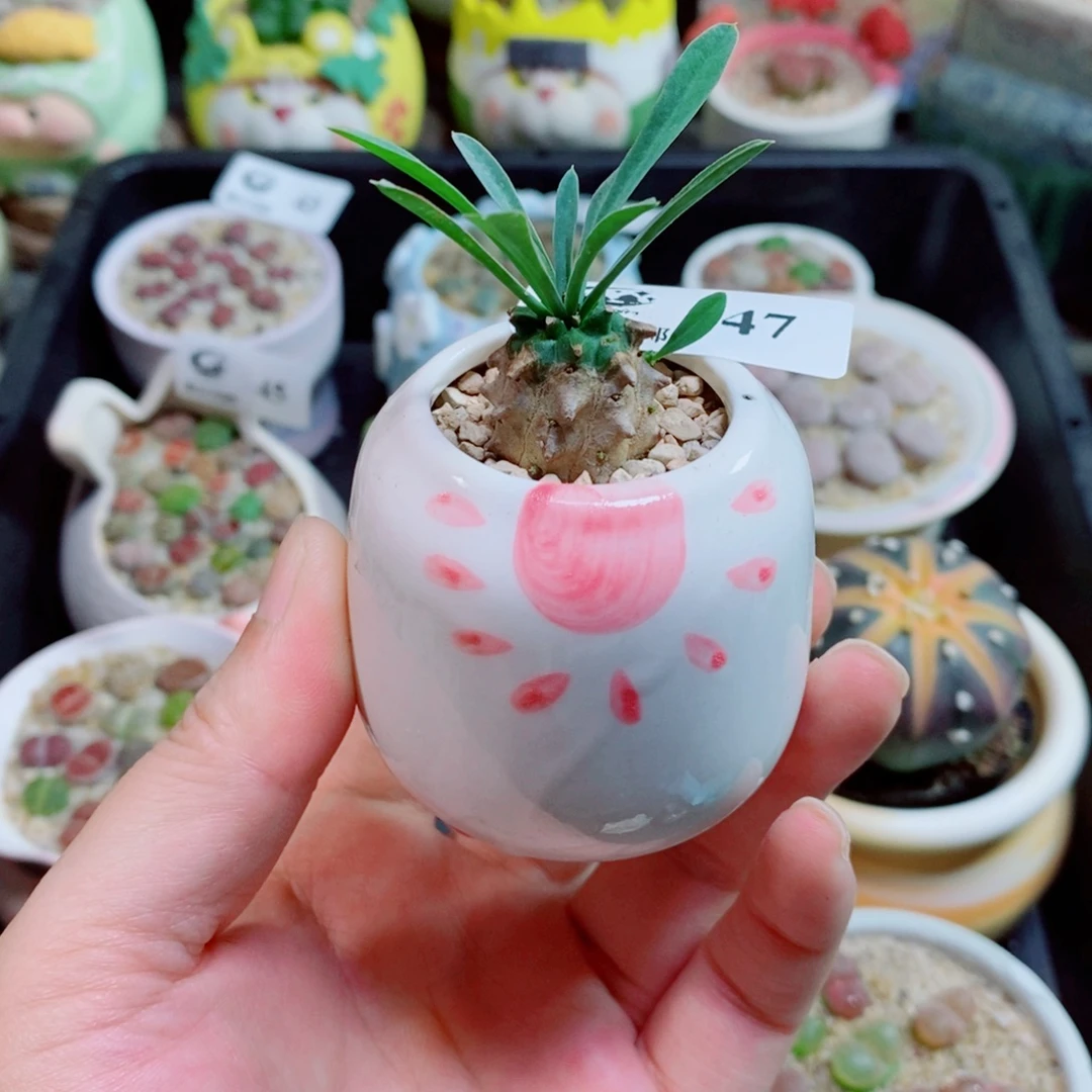 生石花花花花花花47