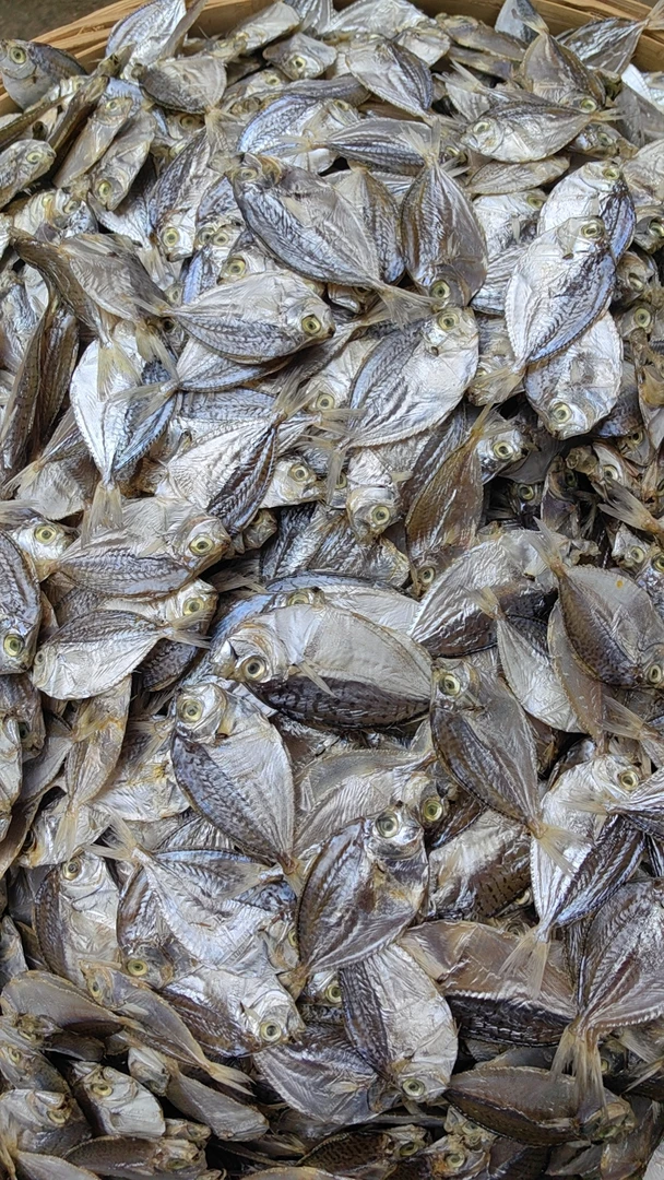 （金钱鱼干）新鲜晒干金钱鱼干