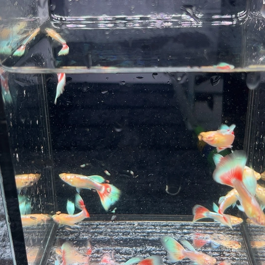 孔雀鱼火烧云12条原缸2