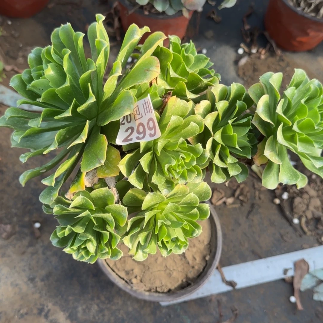 蓝色妖姬299满20包邮断枝不包