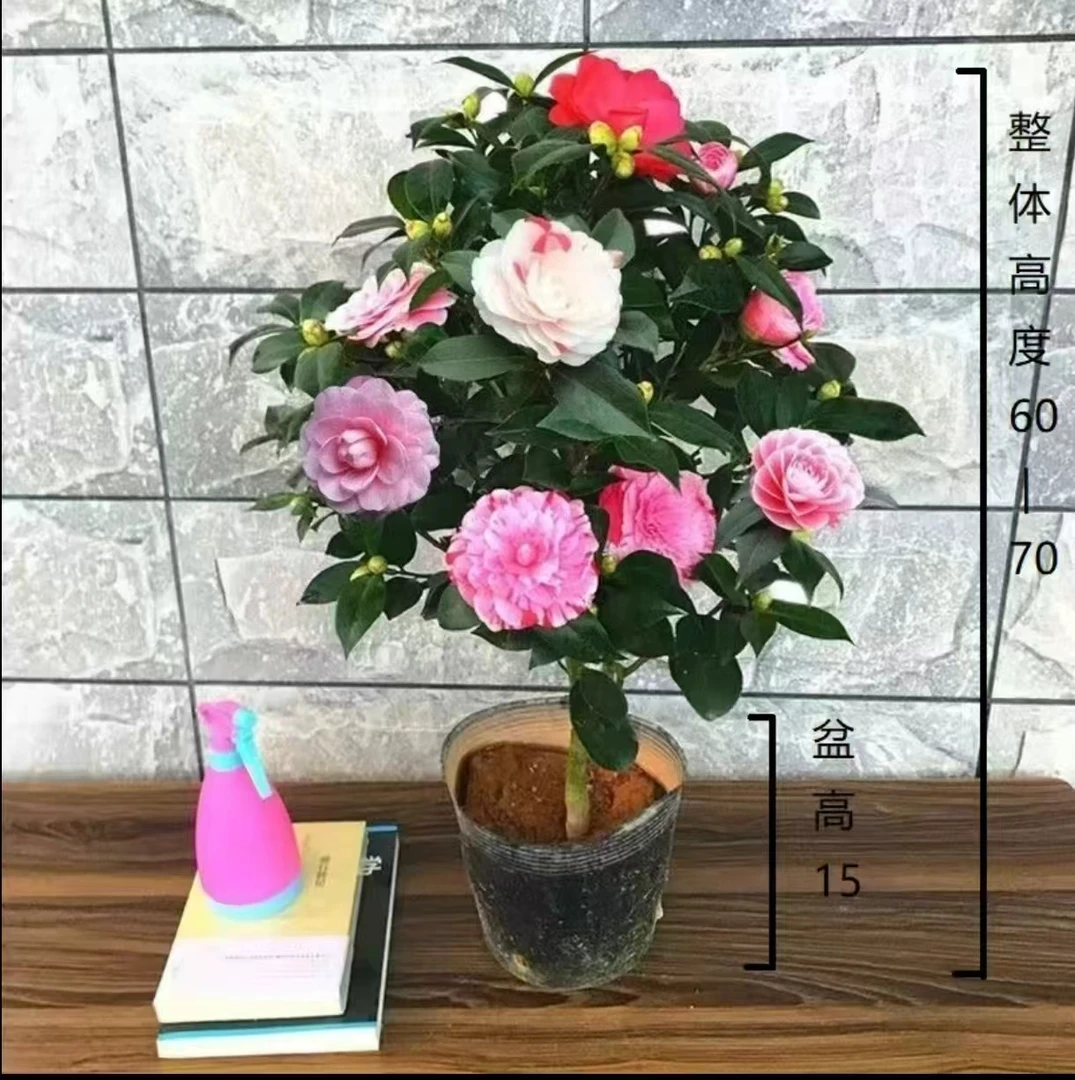 【60-70cm】盆栽多色赤丹带白盆带花苞室内四季名贵花卉开花植物YA