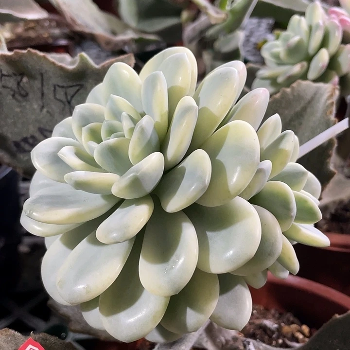 白马香水锦。一物一拍