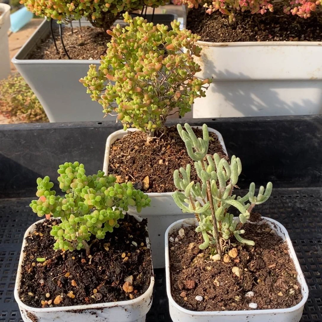 佳****享枝干番杏多肉植物077