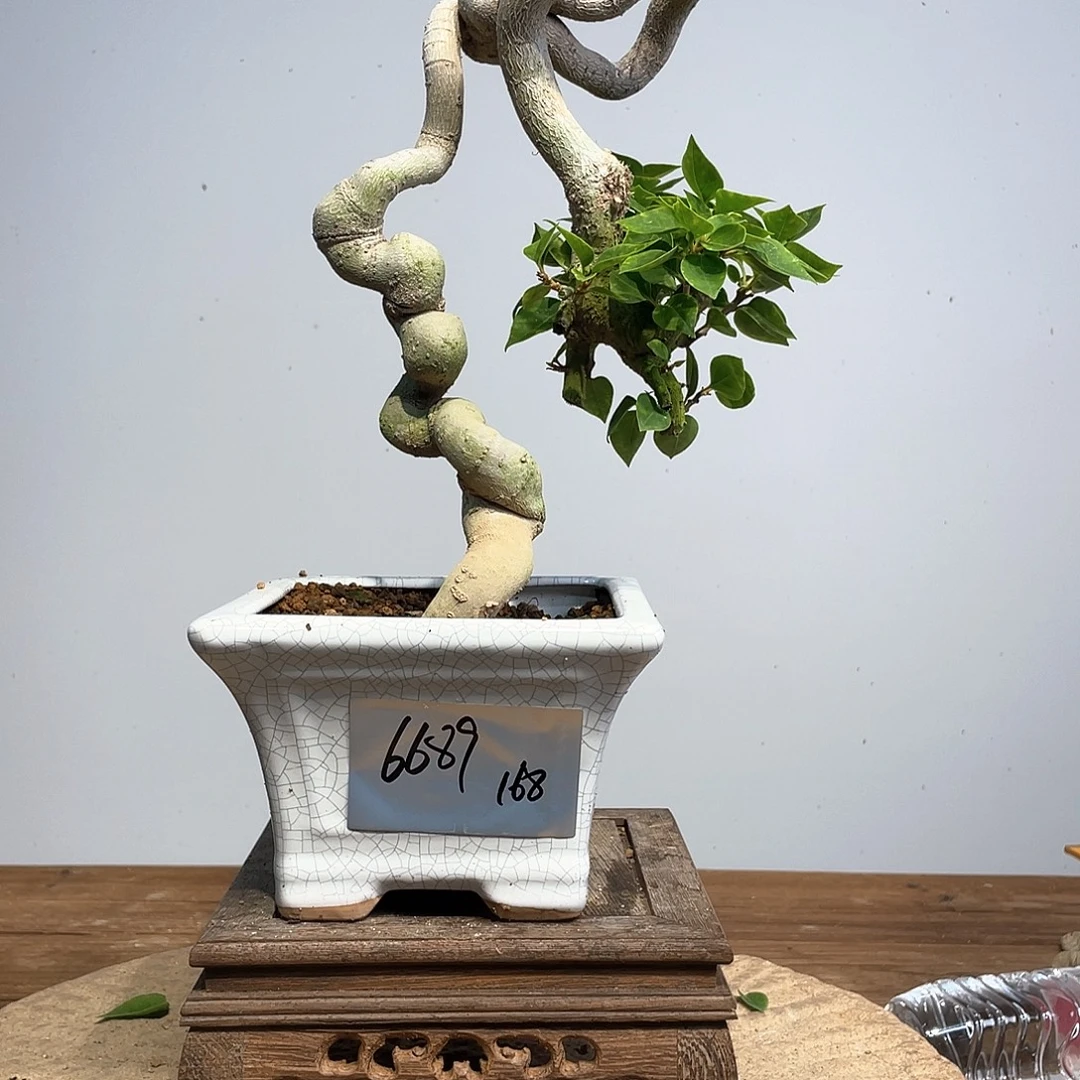 无花朵三角梅高度35厘米左右