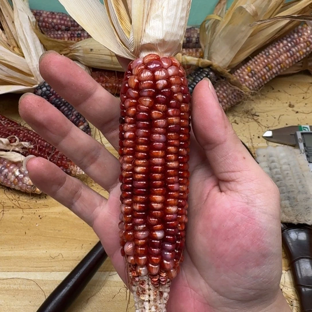 春***然柏香籽/百香籽吊坠