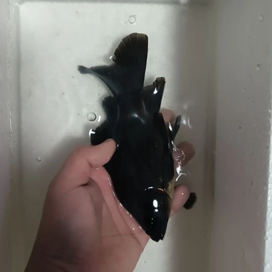 蝴蝶鲤鱼墨蝶大鳍大尾