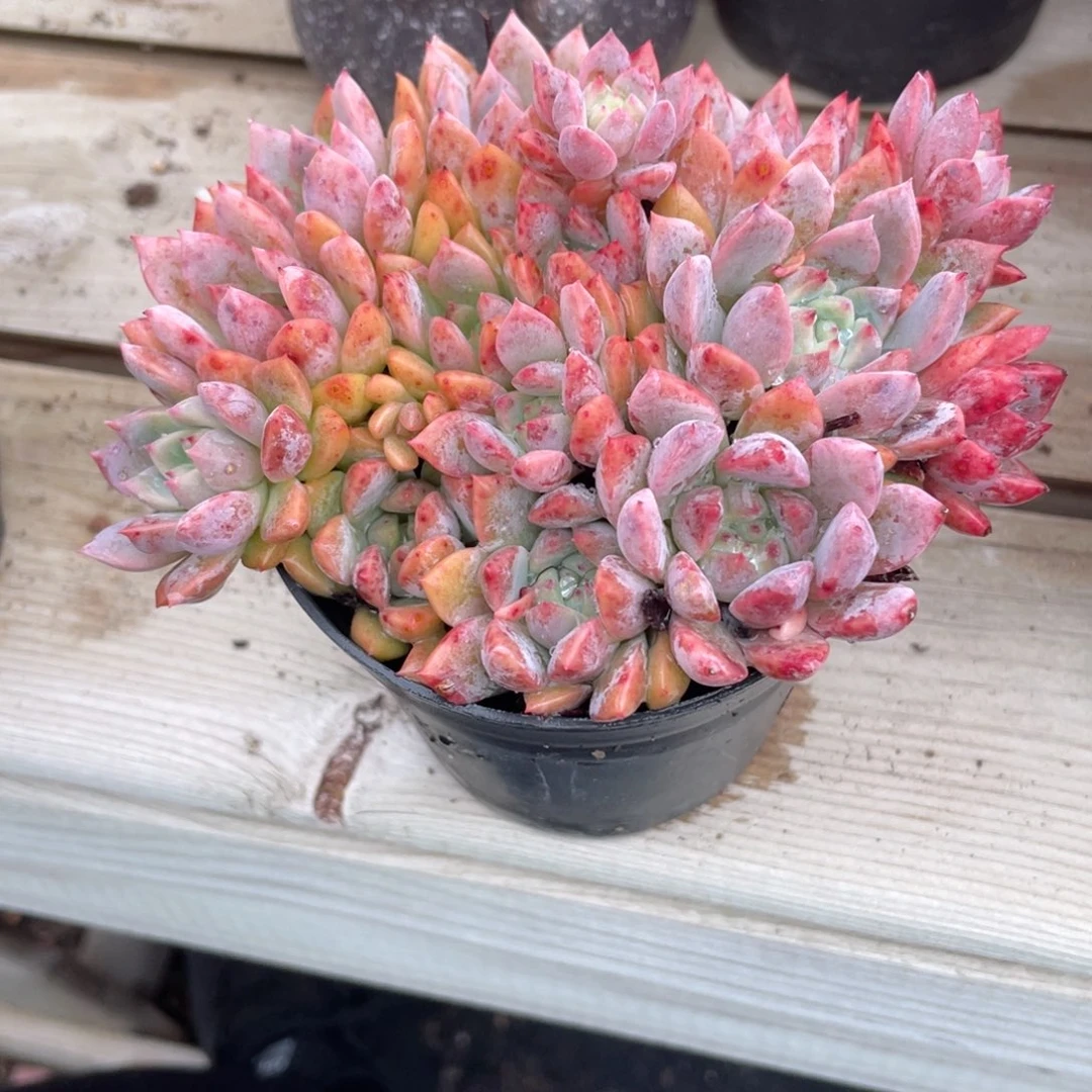 0803  霜花  六月六