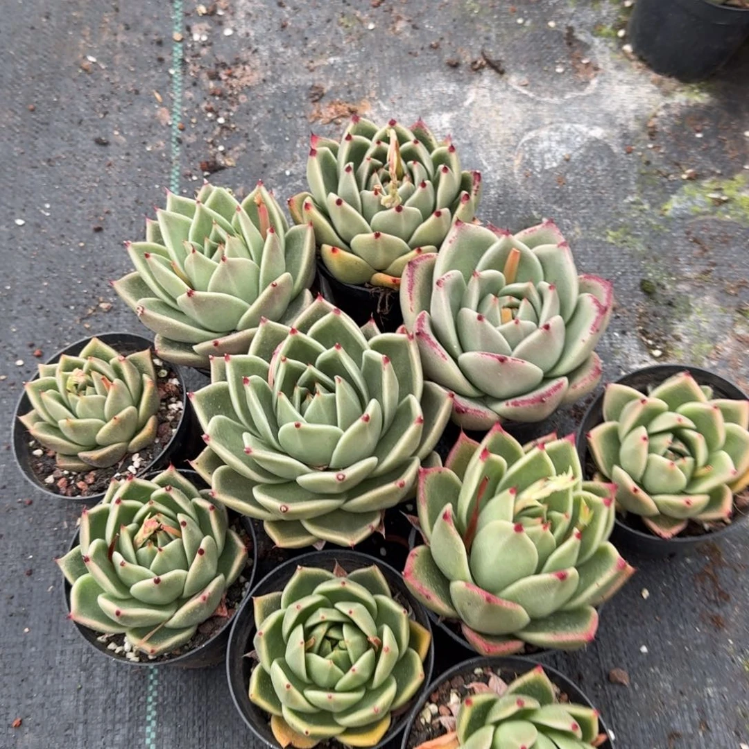 东云十棵量拍1-67