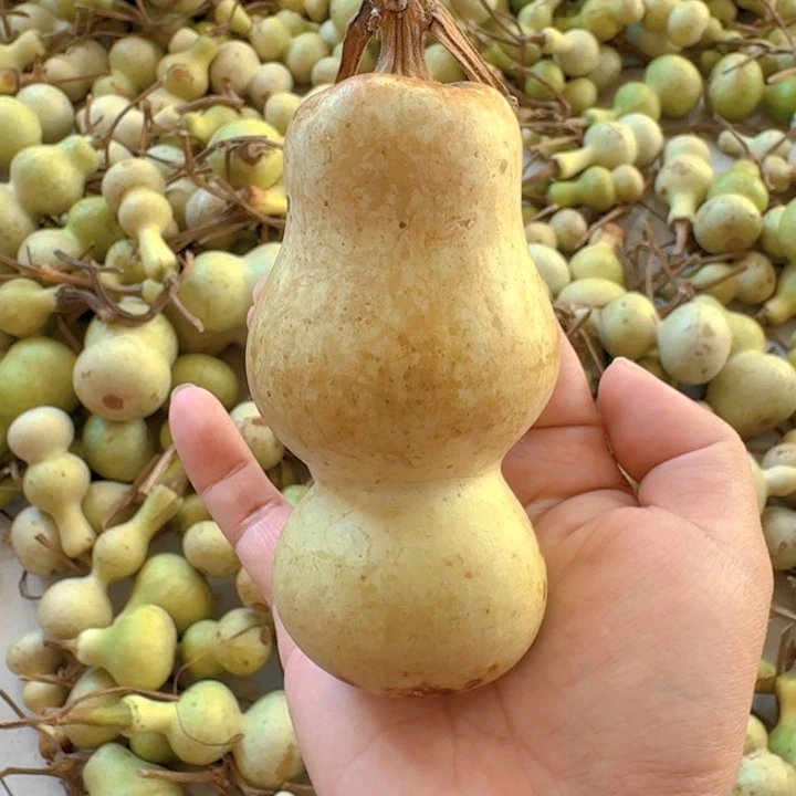 奇***脑青皮葫芦不保成不退不换