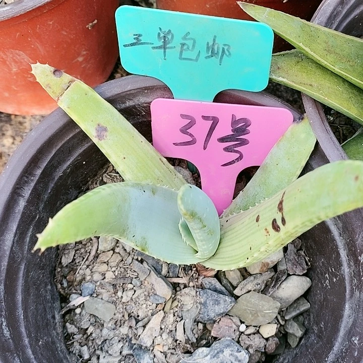 【闪购商品】无花朵海来芦荟