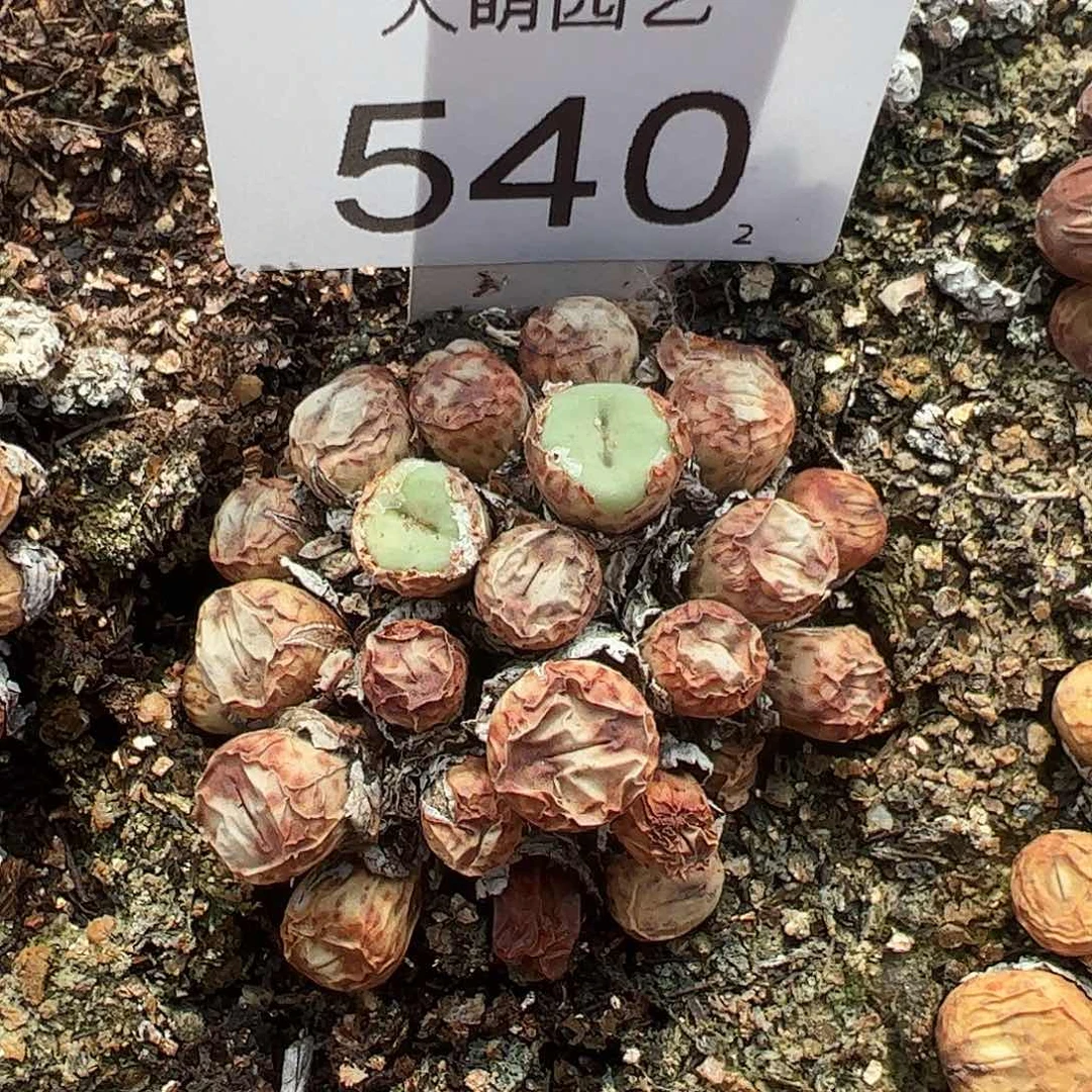 0000540一物一拍脱土发