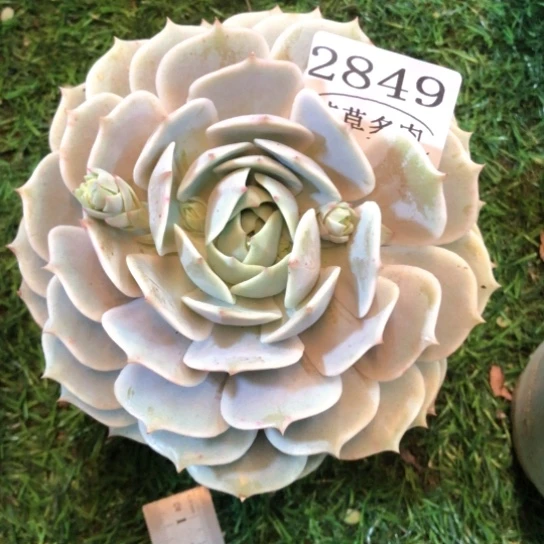 露娜莲，2849，一物一拍