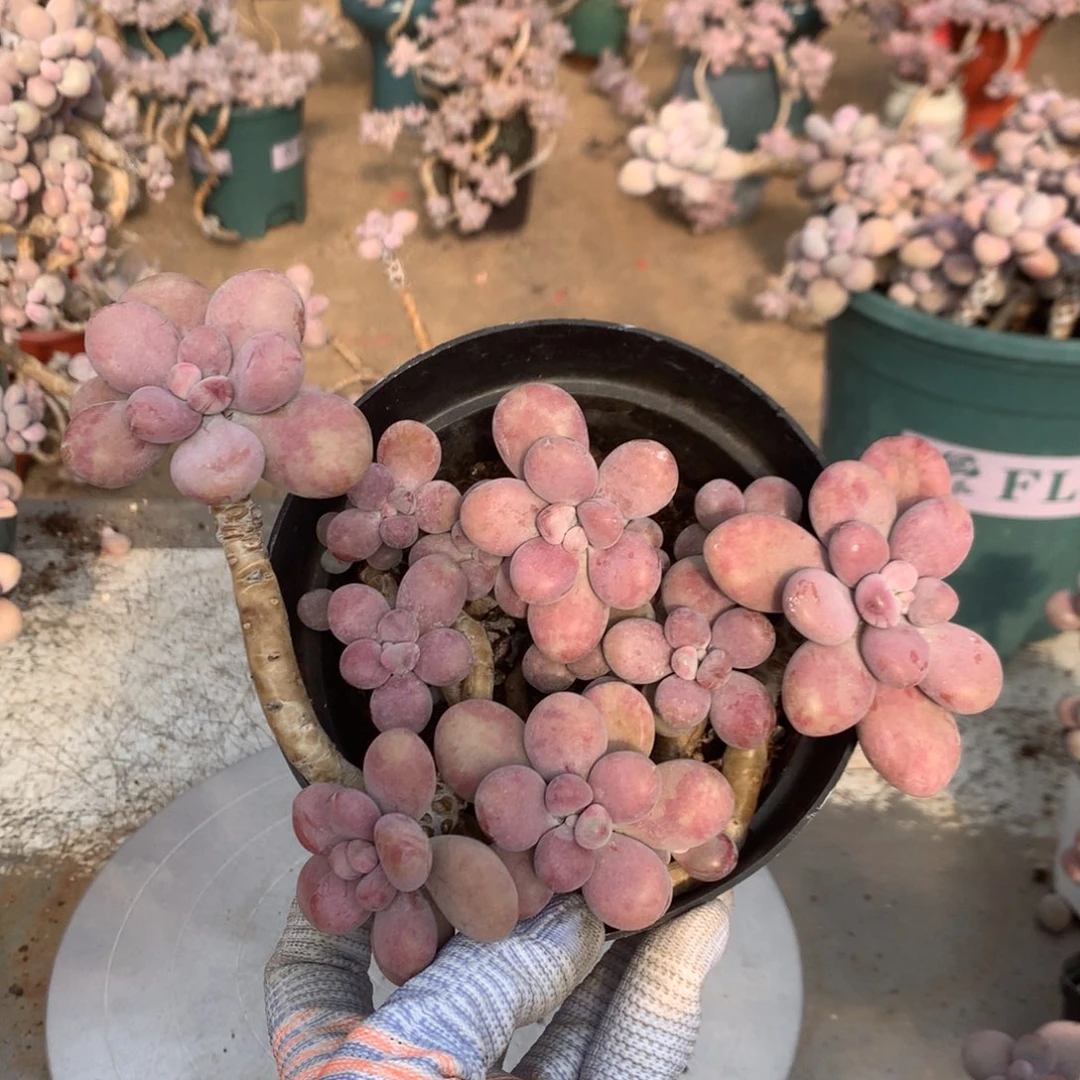 桃蛋老桩不带盆13号