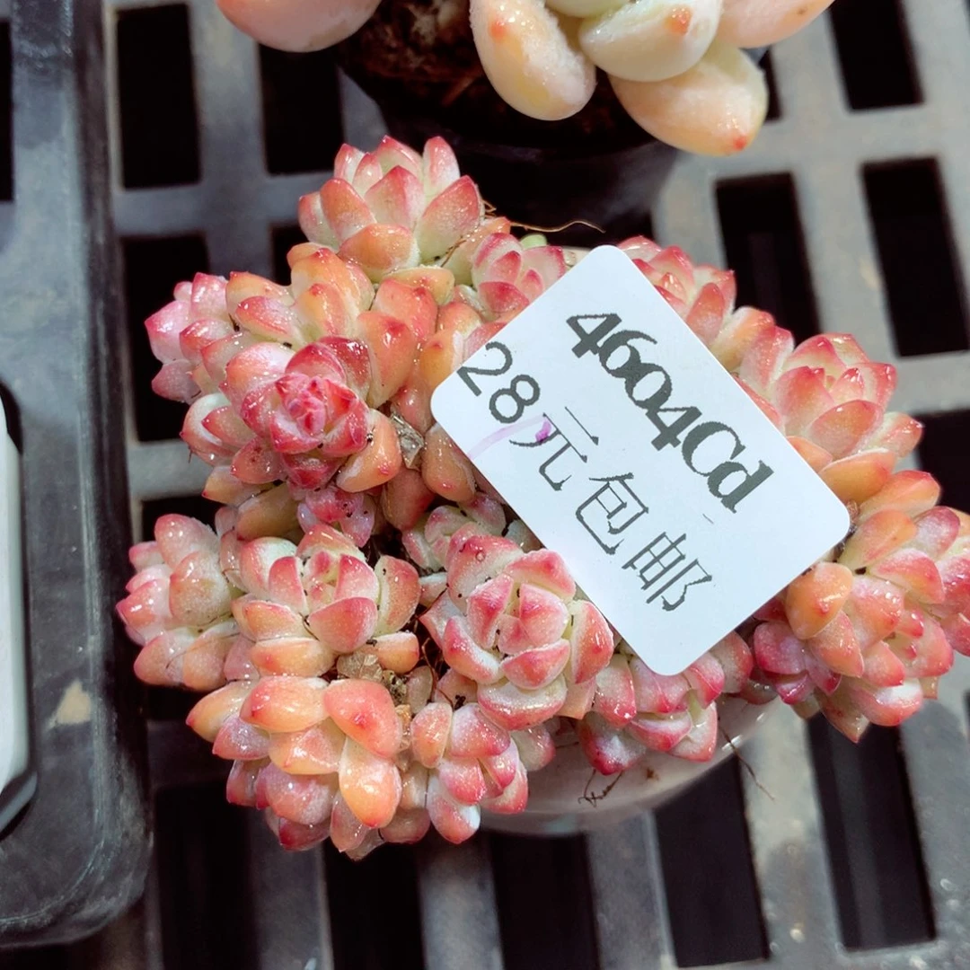 5厘米盆精控多肉4604