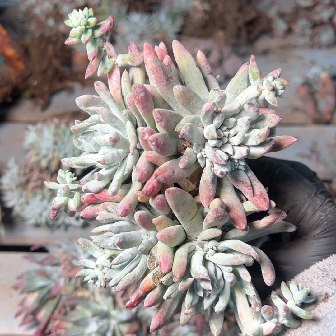 8061哈哈哈哈哈哈哈哈