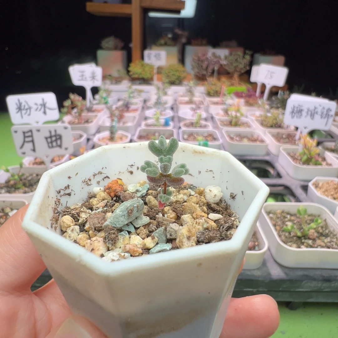 尺寸很小，962实生莱斯，拍下不退不换