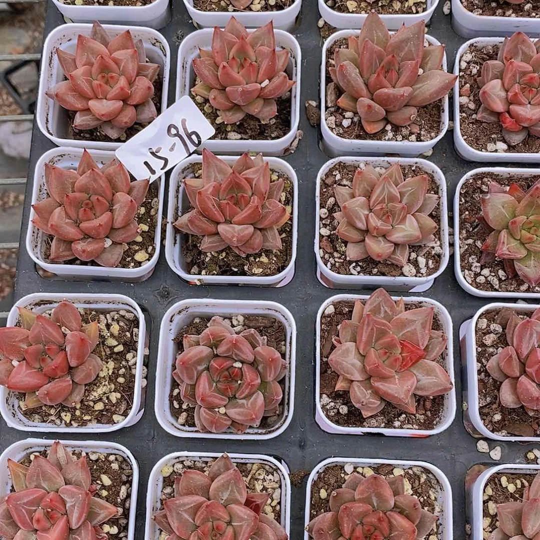 15-96-小红灵魂单头福利2颗量拍