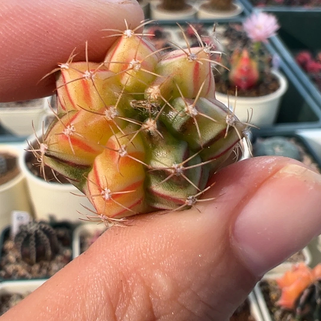 629 好看的米哈冲冲冲