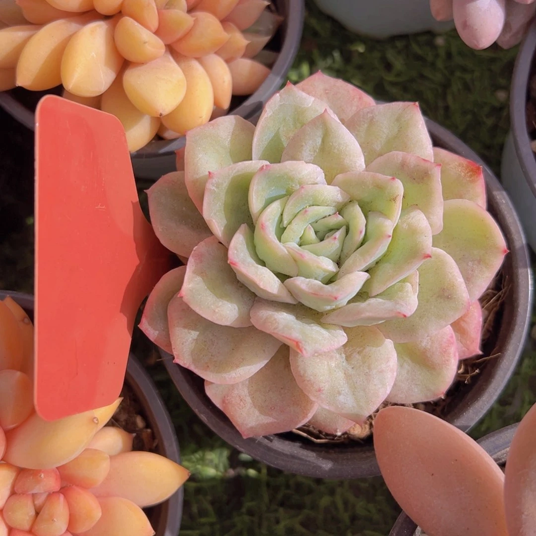 香玉的故事是一个人的故事吗