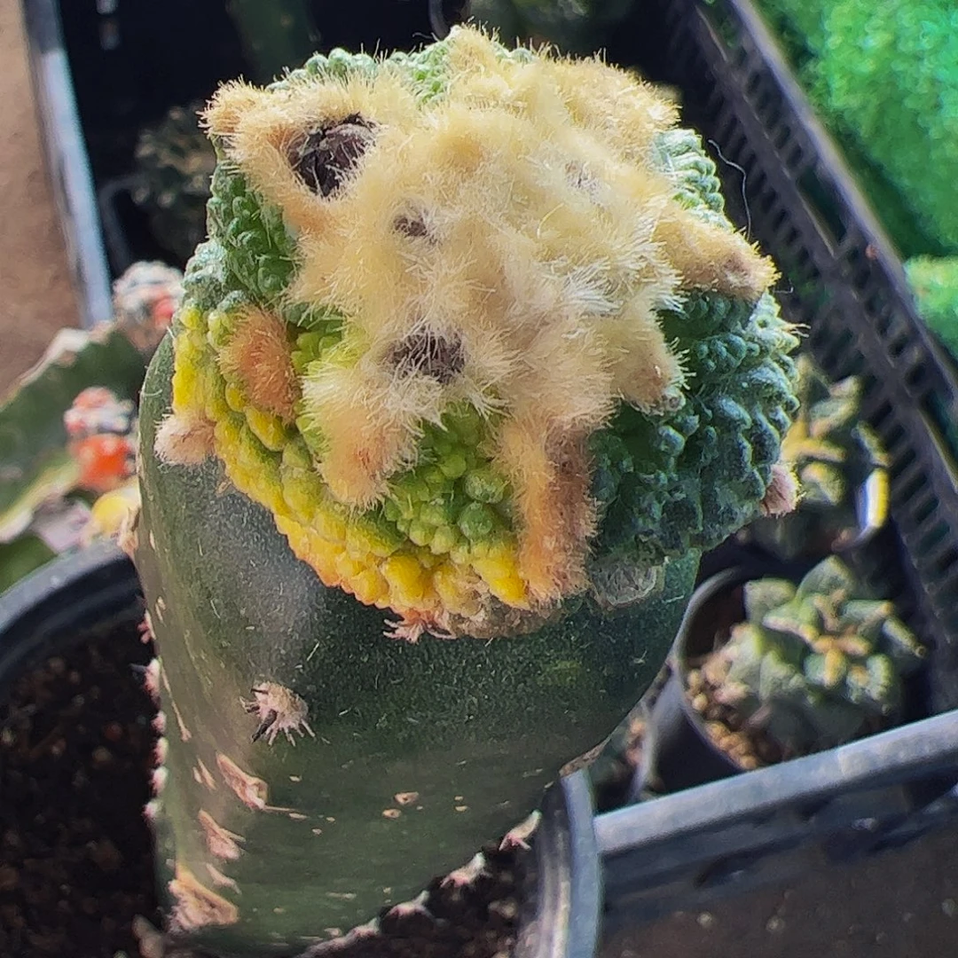 无花朵龟甲牡丹锦835