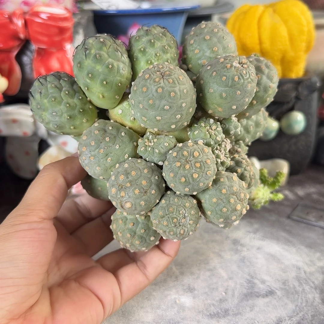 重庆小燕子欢迎大家