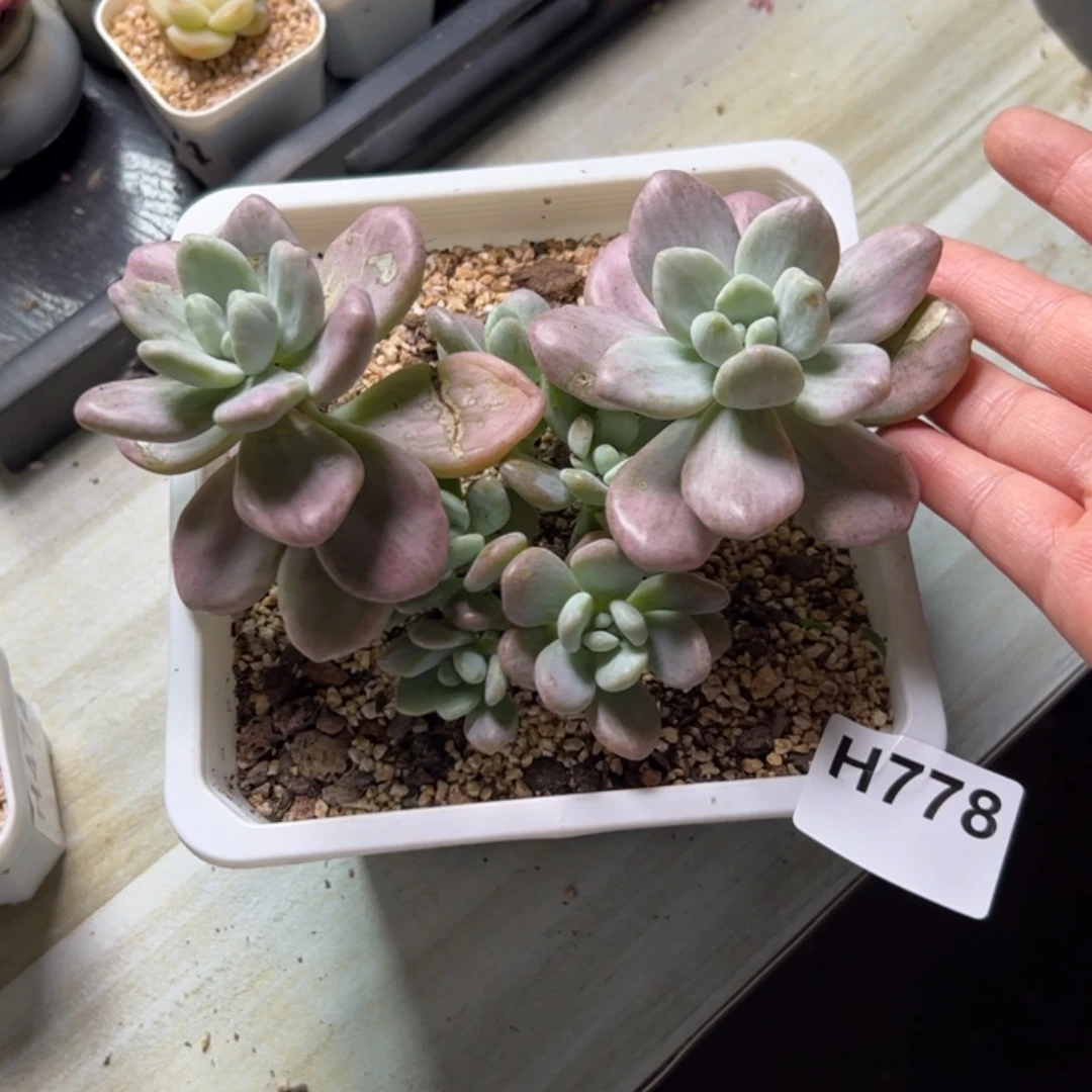 孤**?778 多肉植物组合盆栽