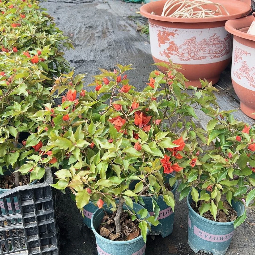 大部分花苞少量开放红桑巴掌中宝一棵