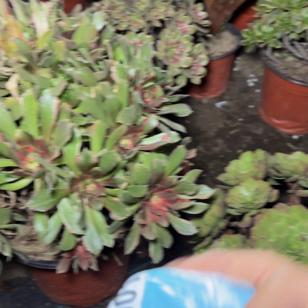 898多肉植物捧花的