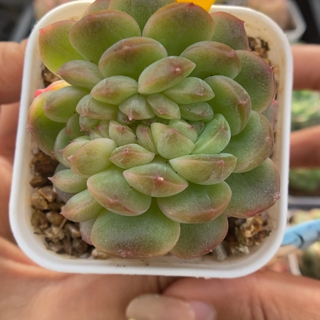 珍妮缀化可拍5714号