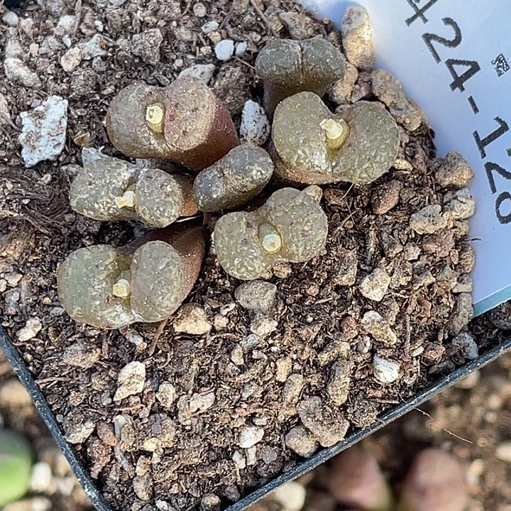 是***～24-128肉锥多肉植物