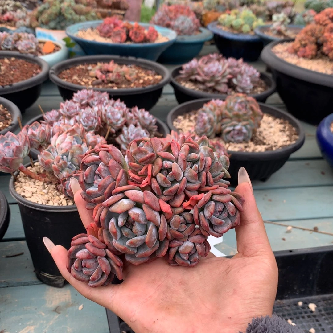 石榴籽小脸十头花花
