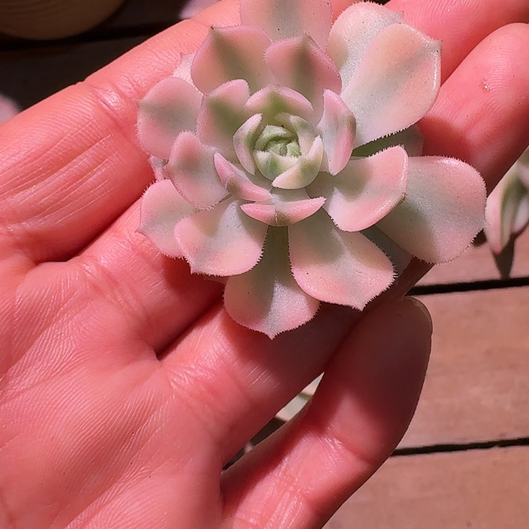 棕玫瑰锦多肉多肉