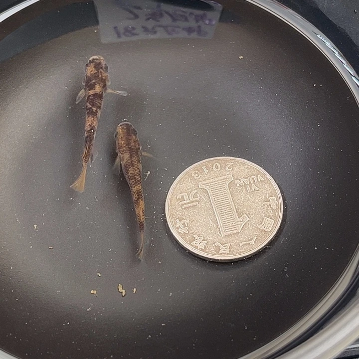 青鳉鱼地球眼和墨2条9号