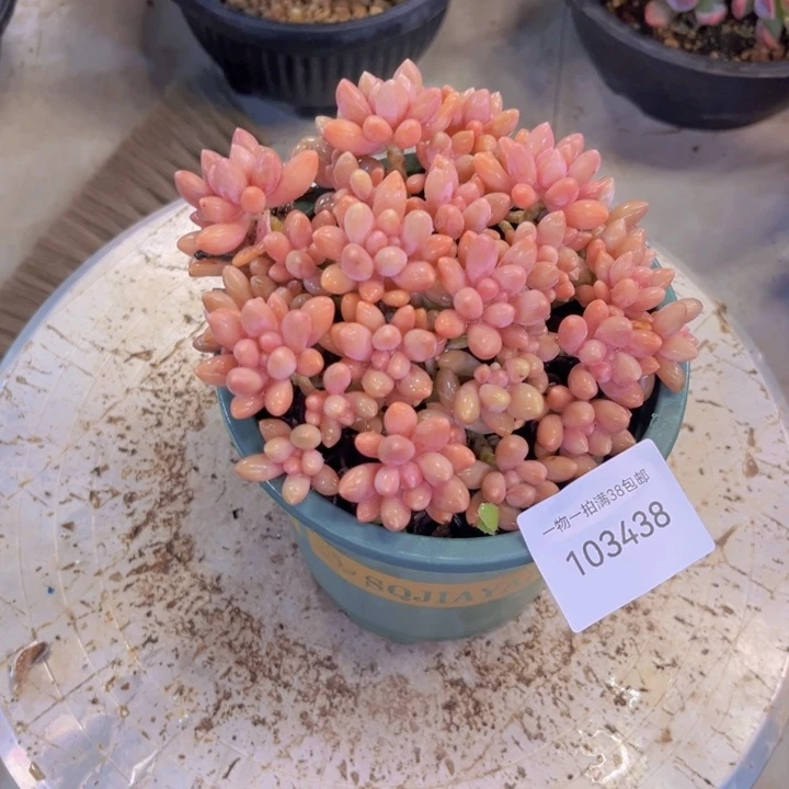 纯***纯多肉一物一拍3438