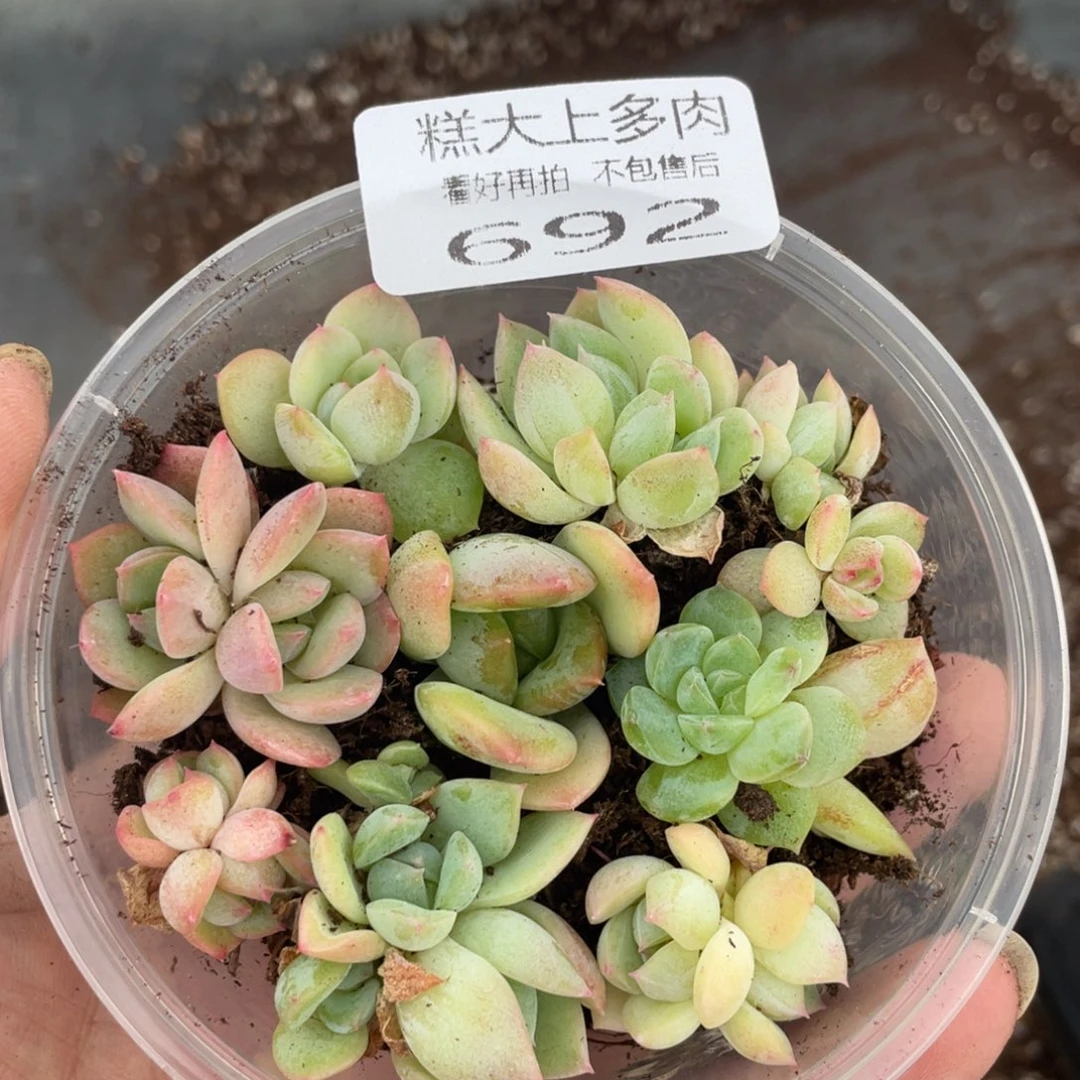 糕大上多肉植物692