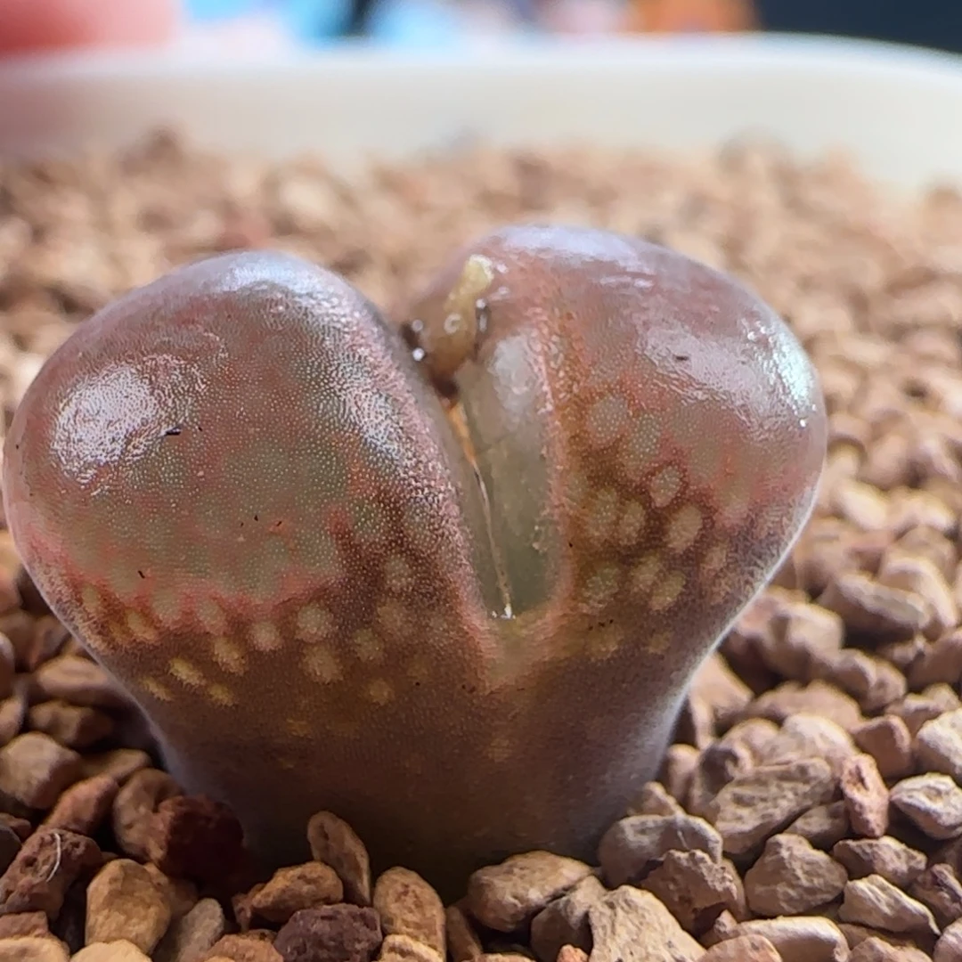 1370/1802.1/黑眼豆豆/