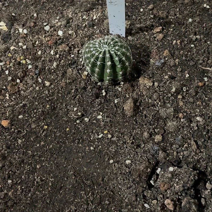 初***心粉仙女5.8公分一代侧带根福利