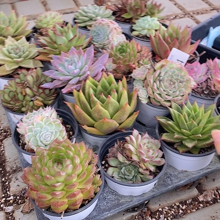 94 多肉植物盆栽花卉