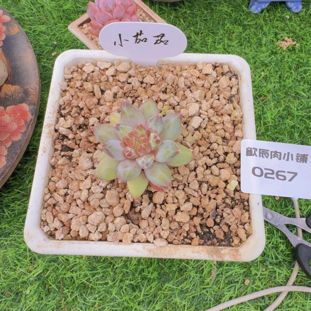 ****茄多肉植物美人新品0267