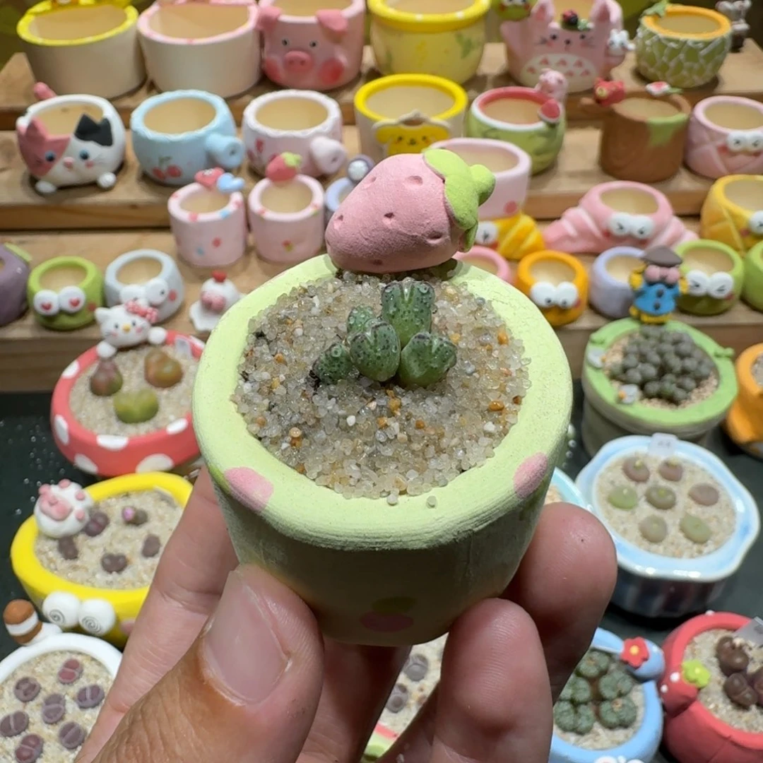 别***字蘑菇1241原始斑马多肉植物