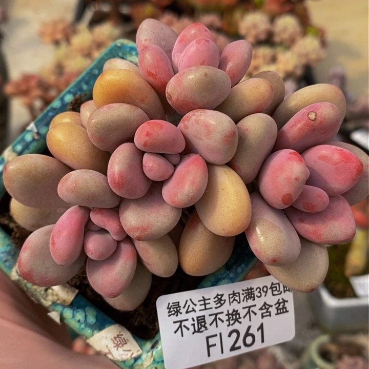 桃蛋7cm261多肉植物