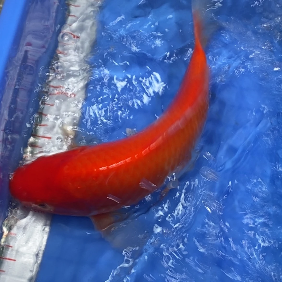 锦鲤冷水锦鲤包邮