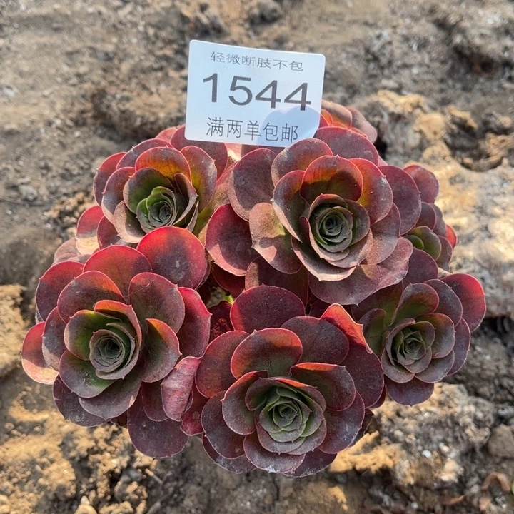 1544魅金的人多肉的