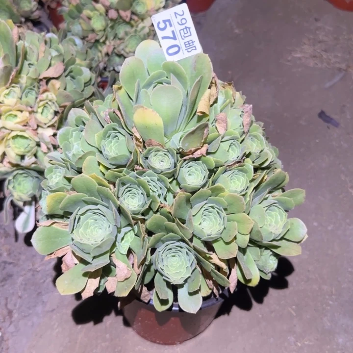 绿羊绒……不包断枝……