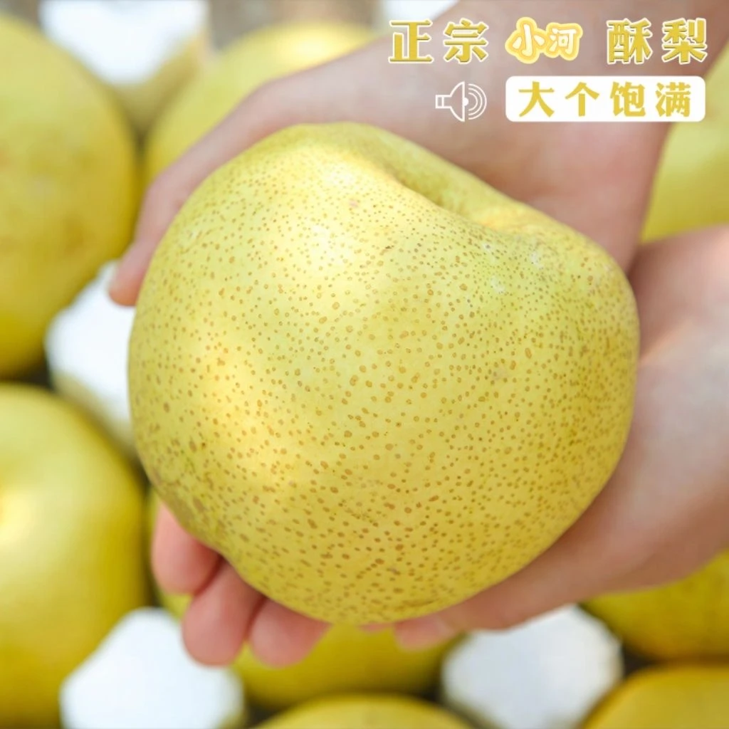 D陕西礼泉小河酥梨脆甜多汁单果210g-350g